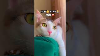 Siri #comedy #funny #siri #cat #catlover #memes #pets #viral #trending #shorts #foryou #fyp