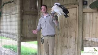 Hawk Conservancy Trust at Longleat Safari Park