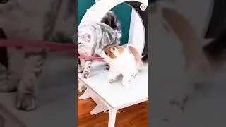 Funny Dogs And Cats Videos  - Best Funny Animal Videos 2023 #19