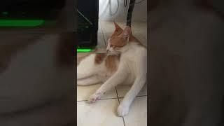 Hello my name is chiko ‼️ #shorts #shortsfeed #shortvideo #cats #kucingoyen