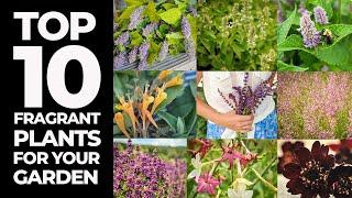 Top Ten Fragrant Plants for your Garden