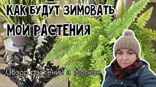 Обзор растений, которые остались в Москве на зимовку