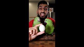 Can Birds Eat Eggs? (CANNIBALISM)