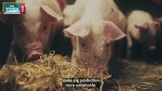 Pig Research Summit 2024 - Sustainable Pig Feed for the Future