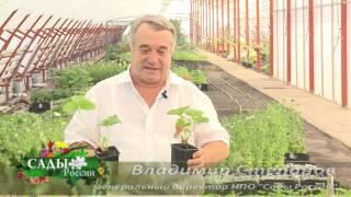 Рассада земляники от НПО "Сады России"
