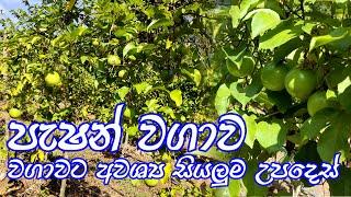 පැෂන් ෆෘට් වගාව / වැල්දොඩම් වගාව / pasan wagawa sinhala/Passion fruit Cultivation / pashan wagawa