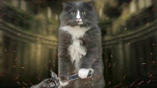 Cat Souls III