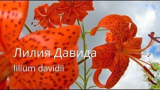 Лилия Давида | Lilium davidii