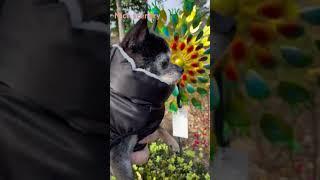 Kongy the Chihuahua loves flowers. #chihuahua #dog #cute #nursery