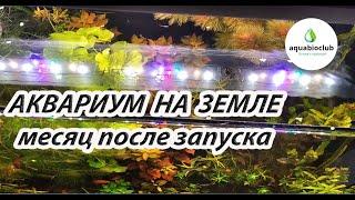 Аквариум на земле. Две недели после посадки растений и месяц после запуска.