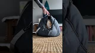 Waterproof Travel Dog Car Seat Bed - Gym Bag⭐IG@specialspencetheblindchiandfam