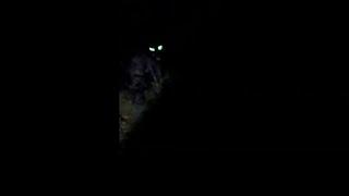 Dogman Werewolf caught on camera