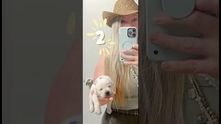 Cutest white lab puppy grows fast! ￼