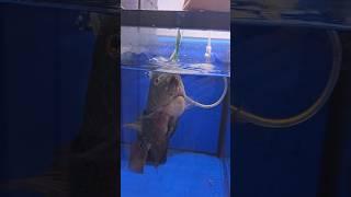 Disappoint a flowerhorn fish #aquariumfish #aquariumhobby #fishhobbyist