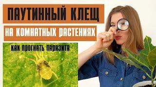 Только ЭТОТ СПОСОБ помог мне справиться с паутинным клещом на комнатных растениях