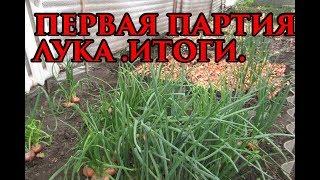 Итоги по выращиванию лука на зелень. Первая партия.