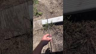 No field Point Arrow #arrow #bow #fletching #hunting #trending #viral