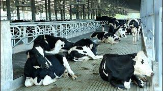 দেশের প্রথম Hi Tech Dairy Farm স্থাপন করলো Eon Bio Science