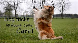 Dog tricks by Rough collie Carol