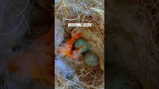 C.C major 2025 breeding season. #aviary #ornitologia #canary #birds #fringuello #jilguero #goldfinch