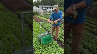 Harvesting cilantro today with a greens harvester from @FarmersFriend #leanfarming