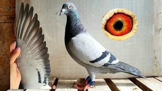 The Best Brothers in My Loft! Racing Pigeons!