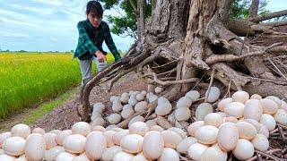 Better amazing Beautiful top farmer finds many duck eggs at the base of a tree