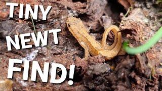 Garden Watch With Gizzy Green Fingers