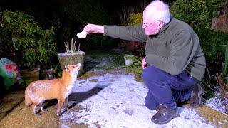 Friendly wild urban fox comes to visit #2 - UHD 4K