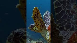 Verde Island Turtle                #scubadiving