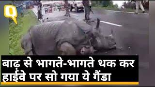 Assam Floods 2020: National Highway 37 के करीब सड़क पर थक कर बैठ गया गैंडा | Quint Hindi