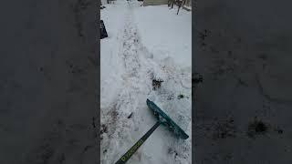 Getting to loft is not easy in winter | Racing Pigeon | Homer | Kabutar