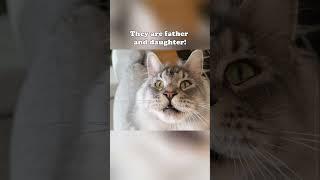 Chirping Cats - Dad and Daughter!