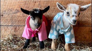 Rainy day? Goat pajama time!