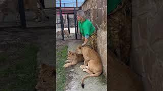 #shorts Симба, Шерхан и Асада прибежали за лаской к женщине-львице!