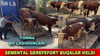 SEMENTAL GEREFORT BUQALAR️90-567-80-98 / 91-323-07-28 / 90-305-98-50 BUQALAR KELDI