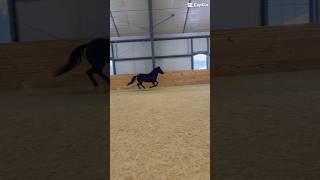 OMG HER STRIDE!!!!!! #horses