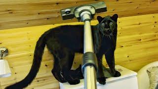 Luna the panther and Rottweiler Venza in search of treasure (ENG SUB)