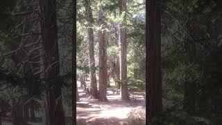 Sequoia National Forest