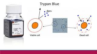 Lab Skills Training Video Part 3: Microscope Use and Cell Counting