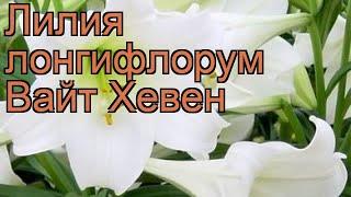 Лилия лонгифлорум Вайт Хевен  обзор: как сажать, луковицы лилии Вайт Хевен