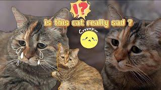 sad talking cat meme Story