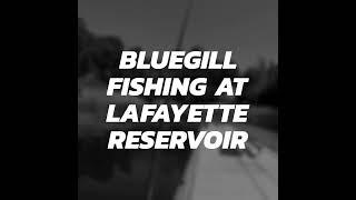 Bluegill Fishing at Lafayette Reservoir