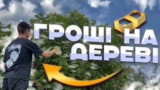 Скільки можна заробити збираючи цвіт бузини⁉️ Ціна сушеної бузини в 2024