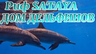 РИФ САТАЙЯ ДОМ ДЕЛЬФИНОВ / SATAYA REEF HOUSE OF DOLPHINS / EGYPT / MARSA ALAM/ ЕГИПЕТ #egypt #египет