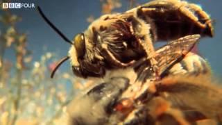 The Life of Blister Beetles - Insect Worlds - Episode 3 Preview - BBC