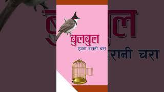 #bulbul #nepalichhapro #achyutghimirebulbul #nepalisahitya #gazalprogram #gazal #nepaligazal #shorts