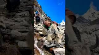 Beautiful Nepal | Mountain Animals 