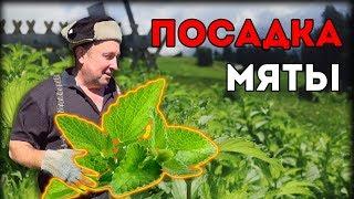 ПОСАДКА КУСТА МЯТЫ | КАК ВЫРАЩИВАТЬ?