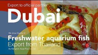 Freshwater aquarium fish export to Dubai.